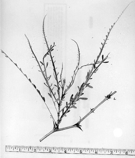 image of Parkinsonia aculeata, Jerusalem Thorn, Crown-of-Thorns, Horse-bean, Mexican Palo Verde