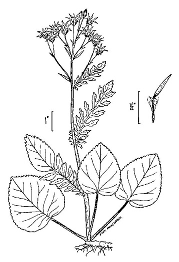 image of Packera aurea, Golden Ragwort, Heartleaf Ragwort, Golden Groundsel