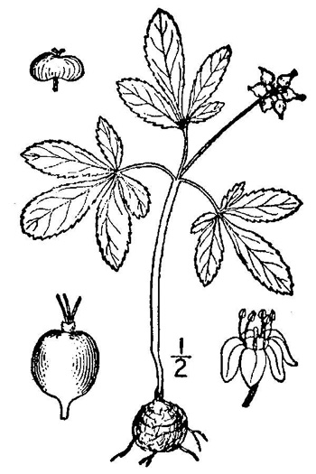 drawing of Nanopanax trifolius, Dwarf Ginseng