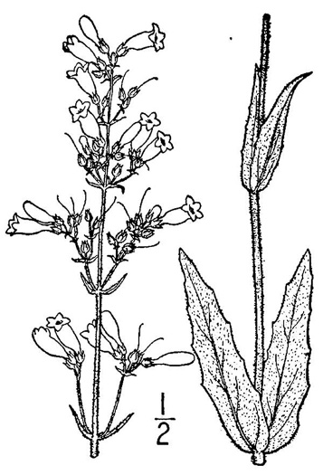 image of Penstemon pallidus, Pale Beardtongue, Eastern White Beardtongue