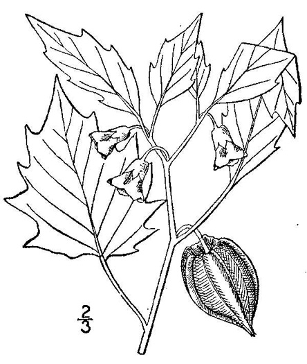 image of Physalis angulata, Smooth Ground-cherry, Cutleaf Ground-cherry