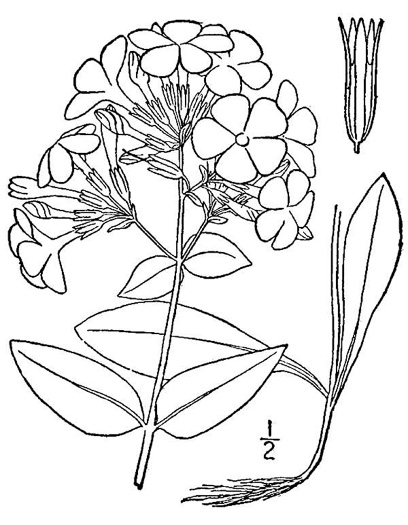 drawing of Phlox ovata, Mountain Phlox, Appalachian Phlox, Allegheny Phlox