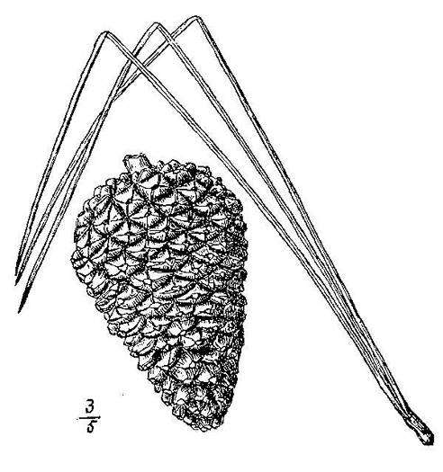 drawing of Pinus serotina, Pond Pine, Pocosin Pine, Marsh Pine