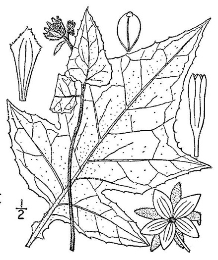 image of Polymnia canadensis, White-flowered Leafcup, Small-flowered Leafcup