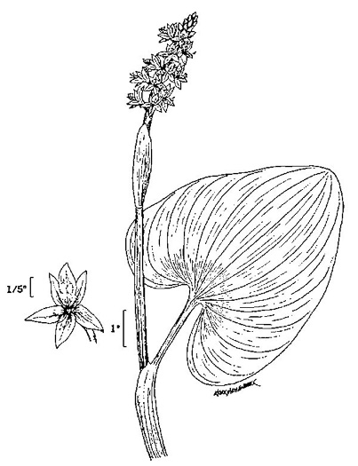 image of Pontederia cordata var. cordata, Heartleaf Pickerelweed, Wampee