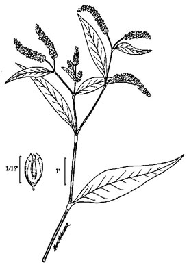 image of Persicaria lapathifolia, Dockleaf Smartweed, Willow-weed, Pale Smartweed