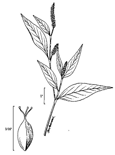 image of Persicaria maculosa, Spotted Lady's-thumb, Heart's-ease