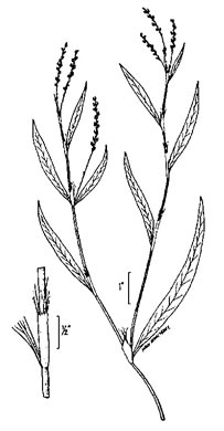 image of Persicaria setacea, Swamp Smartweed, Bog Smartweed