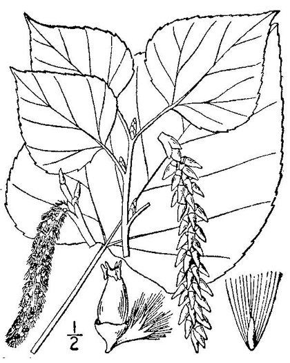 image of Populus tremuloides, Quaking Aspen