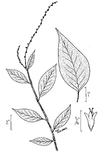 image of Persicaria virginiana, Virginia Jumpseed