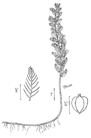 image of Proserpinaca pectinata, Feathery Mermaid-weed