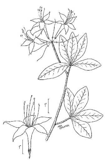 image of Rhododendron canescens, Piedmont Azalea, Southern Pinxter Azalea, Hoary Azalea