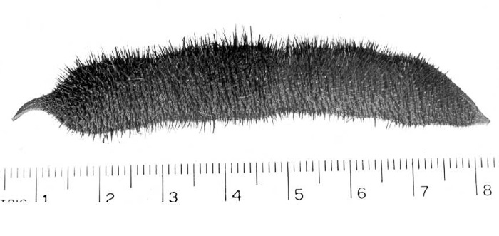 image of Robinia hispida var. fertilis, Arnot Bristly Locust, Fruitful Locust