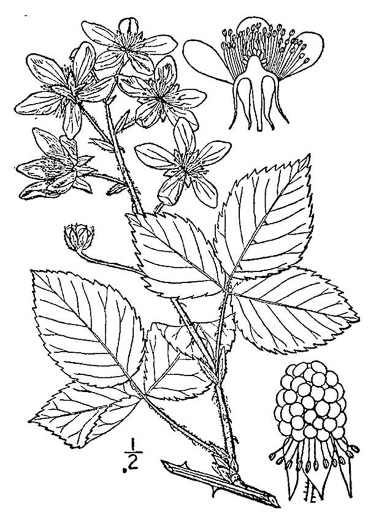 image of Rubus pensilvanicus, Pennsylvania Blackberry, Highbush Blackberry, Eastern Blackberry, Southern Blackberry