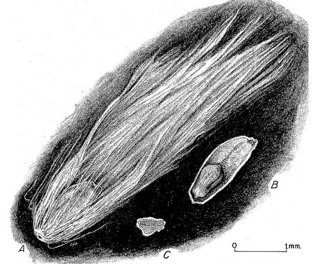 image of Salix ×rubens, Crack Willow, Brittle Willow