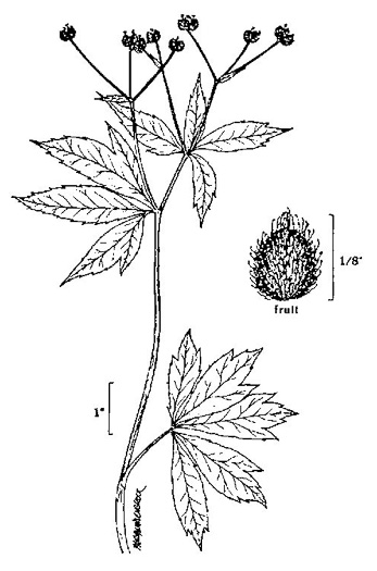 image of Sanicula odorata, Clustered Snakeroot, Clustered Sanicle, Yellow-flowered Snakeroot, Fragrant Snakeroot