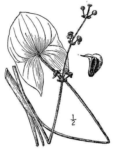 image of Sagittaria latifolia +, Broadleaf Arrowhead, Duck Potato, Common Arrowhead