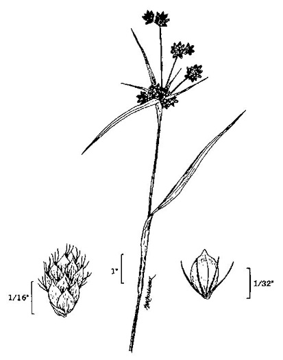 drawing of Scirpus georgianus, Georgia Bulrush