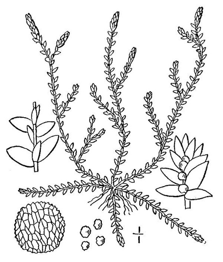 drawing of Selaginella apoda, Meadow Spikemoss