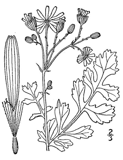 image of Packera glabella, Butterweed, Smooth Ragwort, Smooth Groundsel, Yellowtop