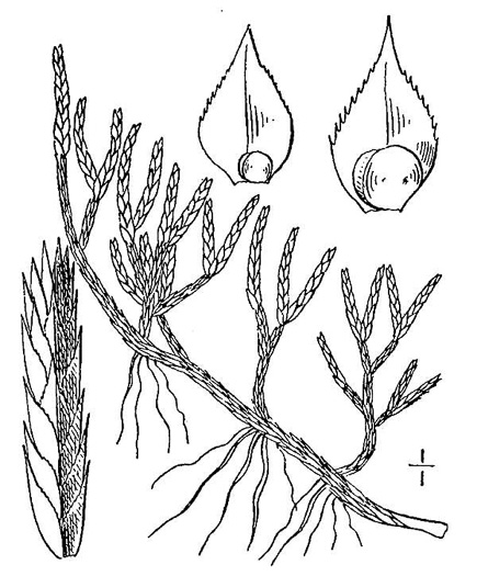 image of Bryodesma rupestre, Rock Spikemoss