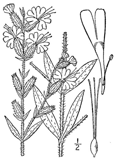 image of Silene dichotoma ssp. dichotoma, Forked Catchfly