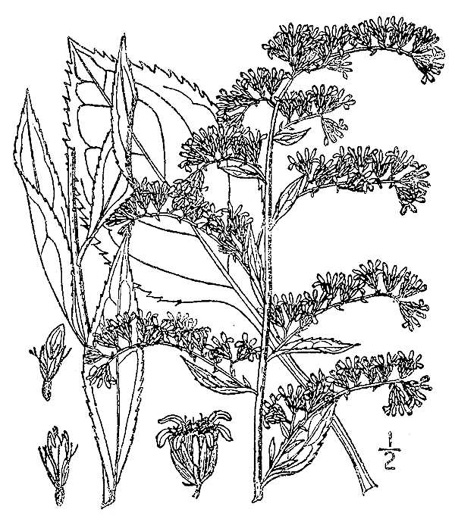 image of Solidago tarda, Atlantic Goldenrod