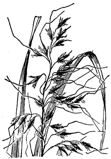 image of Sorghastrum elliottii, Elliot's Indiangrass, Slender Indiangrass, Nodding Indiangrass