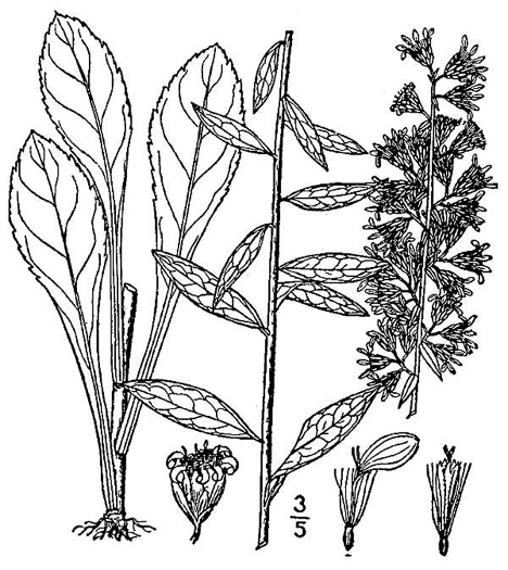 image of Solidago erecta, Slender Goldenrod, Erect Goldenrod