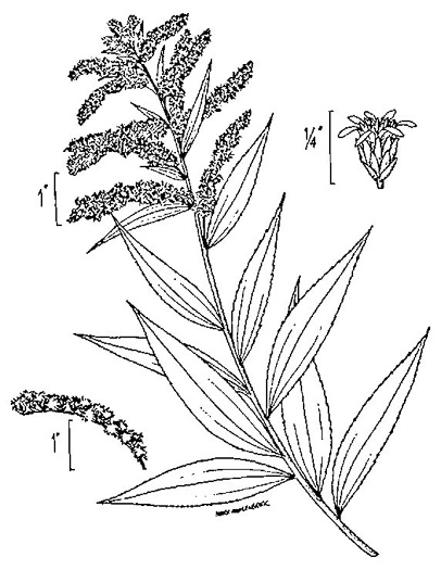 image of Solidago gigantea, Smooth Goldenrod, Late Goldenrod, Giant Goldenrod