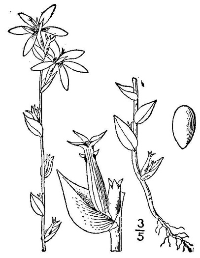 image of Triodanis biflora, Southern Venus's Looking-glass, Small Venus's Looking-glass