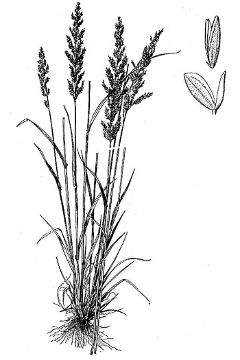 image of Sphenopholis obtusata, Prairie Wedgegrass