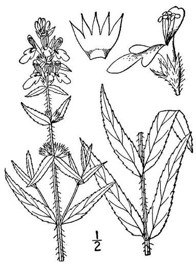 image of Stachys aspera, Roughleaf Hedgenettle, Rough Hedgenettle