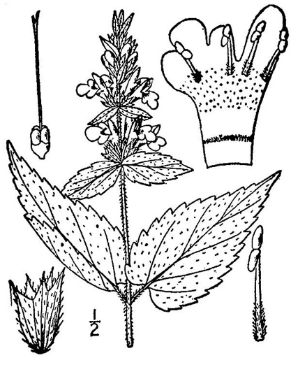 image of Stachys aspera, Roughleaf Hedgenettle, Rough Hedgenettle