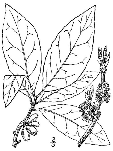 image of Symplocos tinctoria, Horsesugar, Sweetleaf, Dyebush