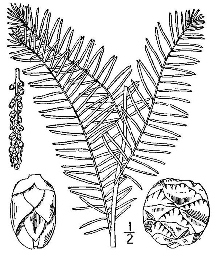 image of Taxodium distichum, Bald Cypress