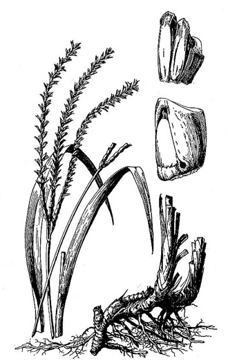 image of Tripsacum dactyloides var. dactyloides, Gama Grass, Eastern Gamagrass