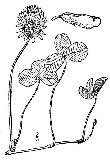 image of Trifolium repens, White Clover, White Dutch Clover, Ladino Clover