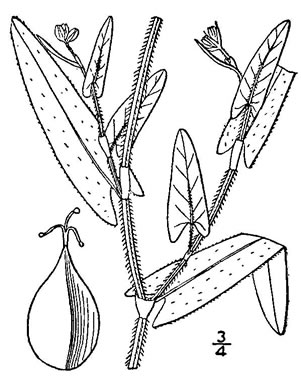 image of Persicaria sagittata, Arrowleaf Tearthumb, Arrowvine, Scratch-grass