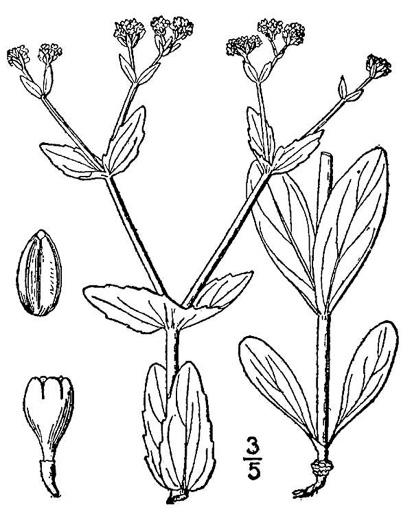 image of Valerianella radiata, Beaked Cornsalad