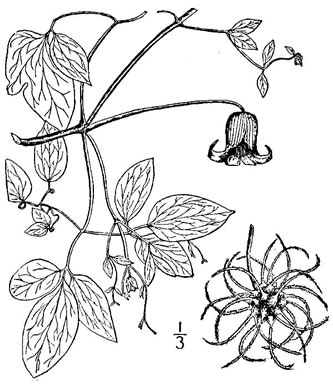 image of Clematis crispa, Southern Leatherflower, Marsh Clematis, Swamp Leatherflower, Blue Jasmine