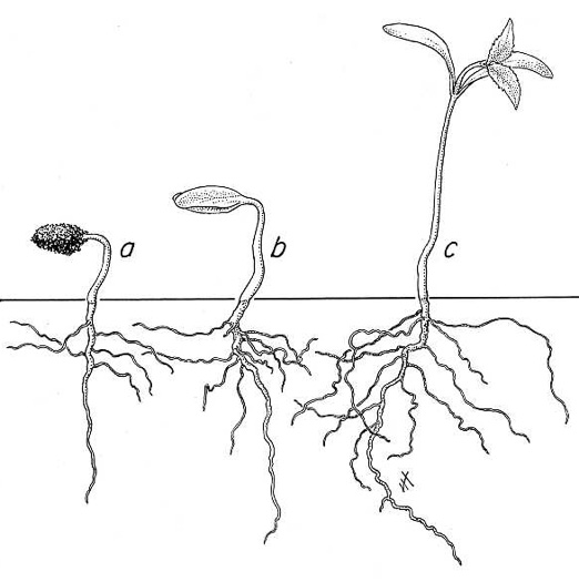 image of Viburnum lentago, Nannyberry, Sheepberry