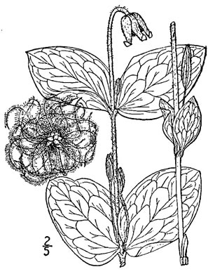 image of Clematis ochroleuca, Curlyheads