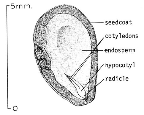 image of Vitis riparia, Riverbank Grape