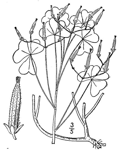 image of Oxalis stricta, Common Yellow Wood-sorrel