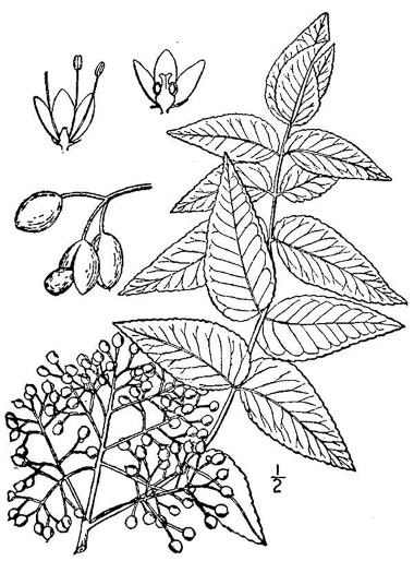 image of Zanthoxylum clava-herculis, Southern Toothache Tree, Hercules-club, Sea-ash, Southern Prickly-ash