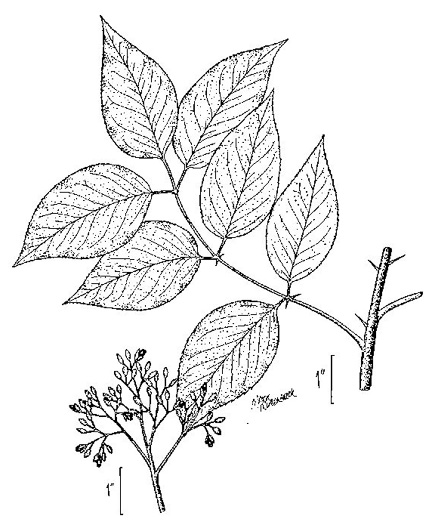 image of Zanthoxylum clava-herculis, Southern Toothache Tree, Hercules-club, Sea-ash, Southern Prickly-ash