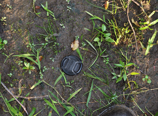 image of Isoetes engelmannii, Engelmann's Quillwort, Appalachian Quillwort