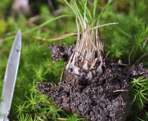 image of Isoetes piedmontana, Piedmont Quillwort