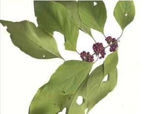 image of Callicarpa americana, American Beautyberry, French-mulberry, Beautybush